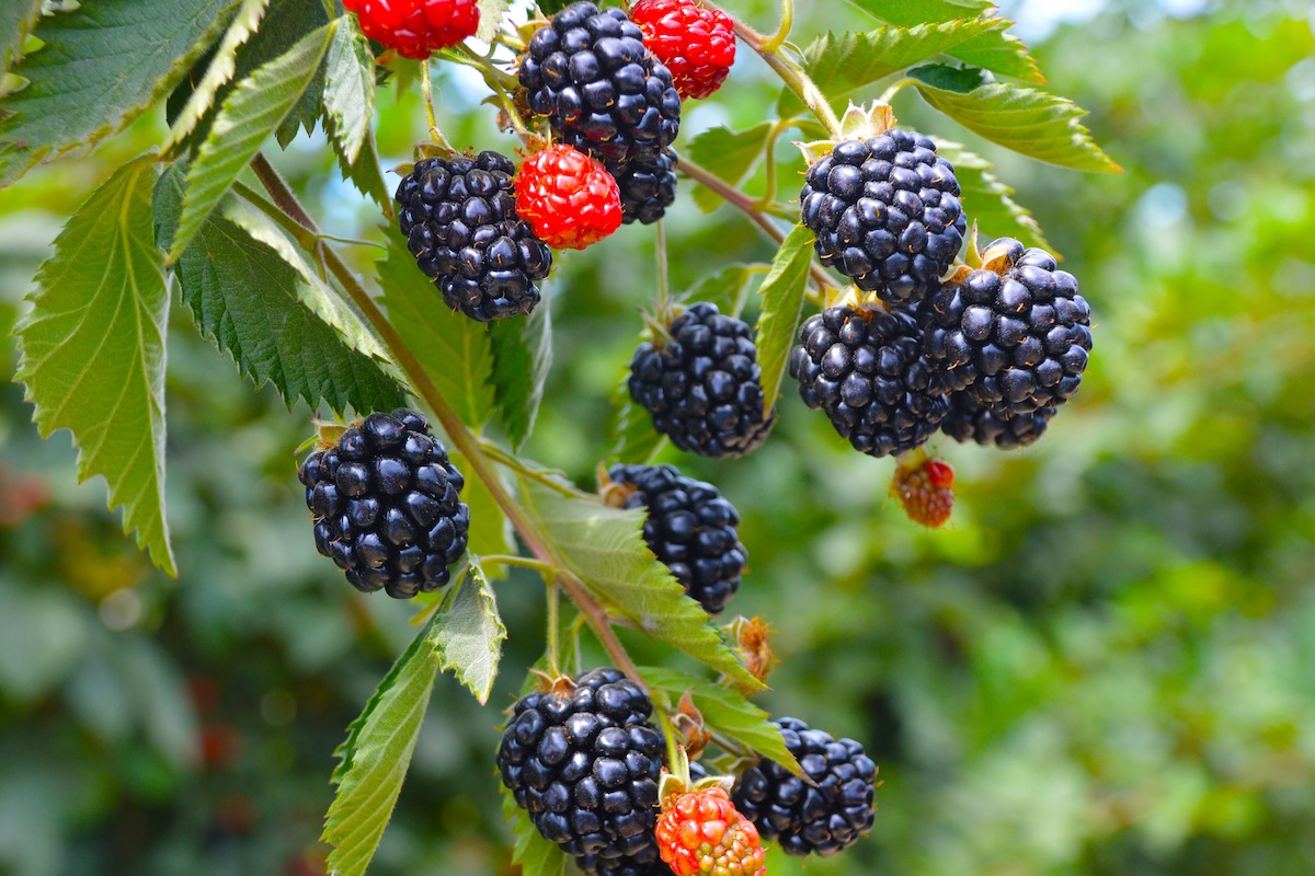 Mûres ©Shutterstock