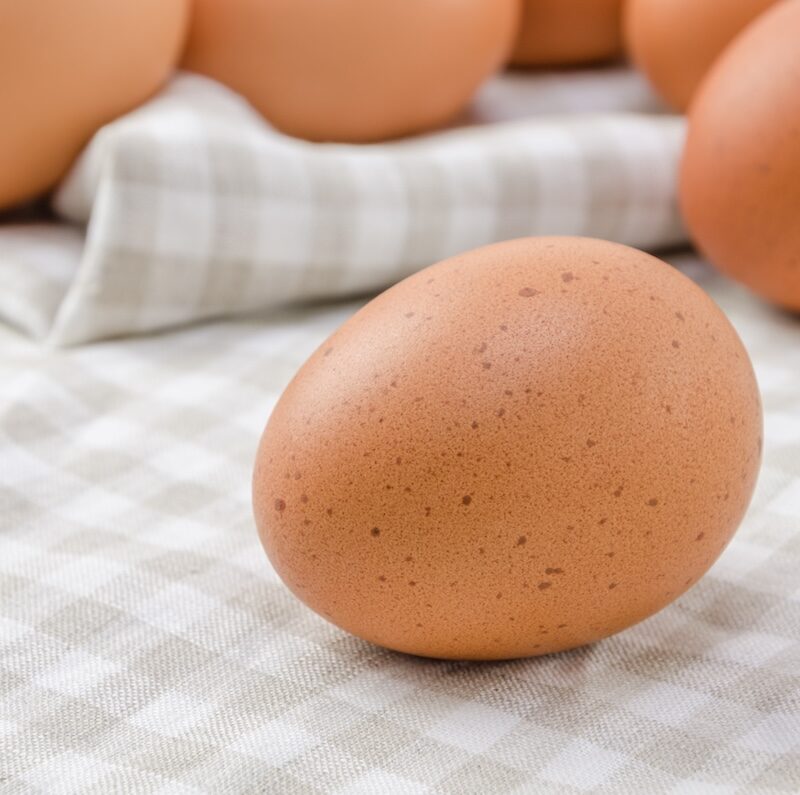 L'oeuf d'émeu un chef d'oeuvre de la nature — free download