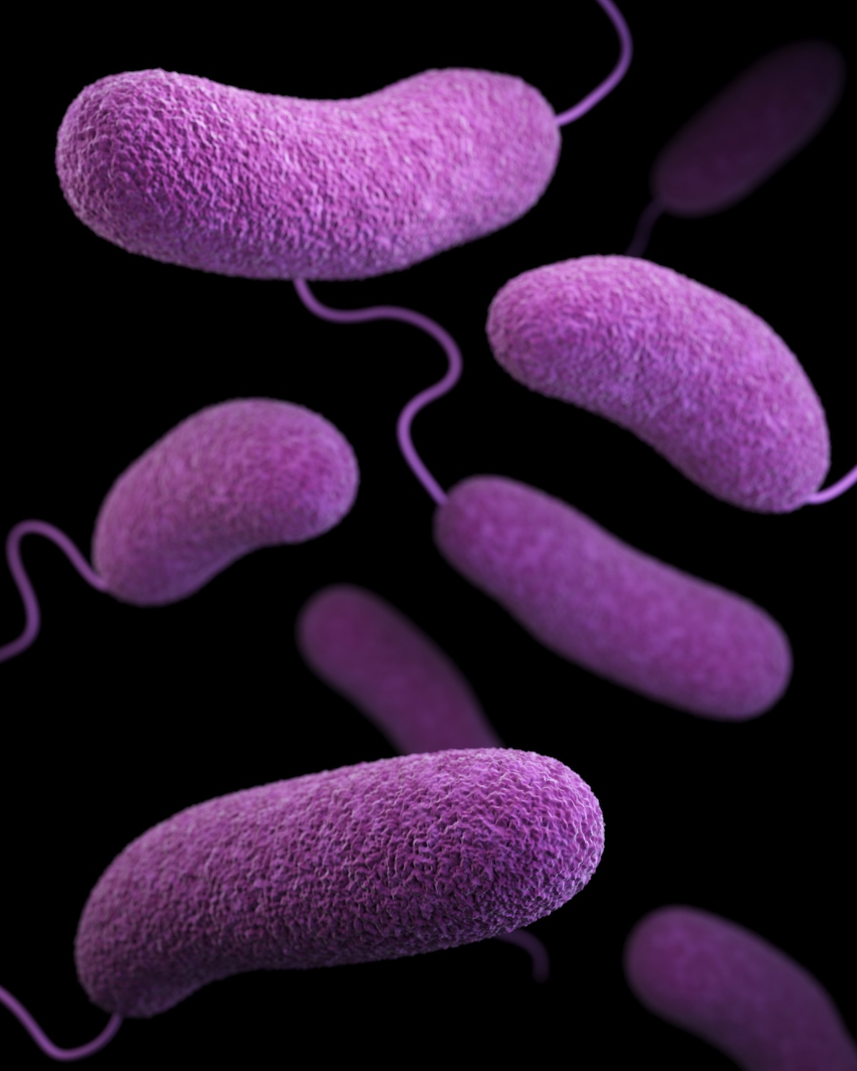 Bactéries ©cdc Unsplash