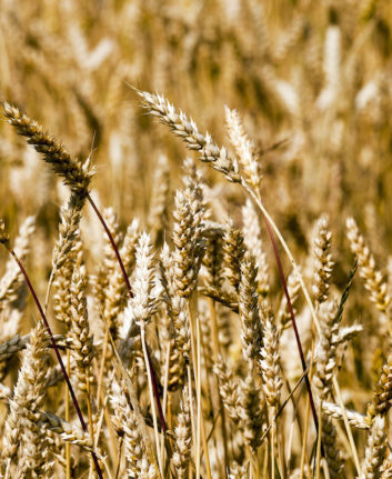 Blé ©rsooll shutterstock
