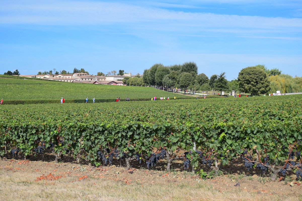 Marathon du Médoc ©SB Flickr CCBY20