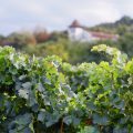 Vignoble - Roumanie ©Calin Stan shutterstock