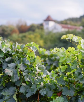 Vignoble - Roumanie ©Calin Stan shutterstock