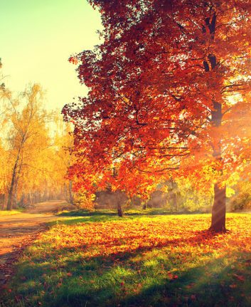 Automne ©Subbotina Ann shutterstock