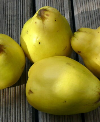 Coings