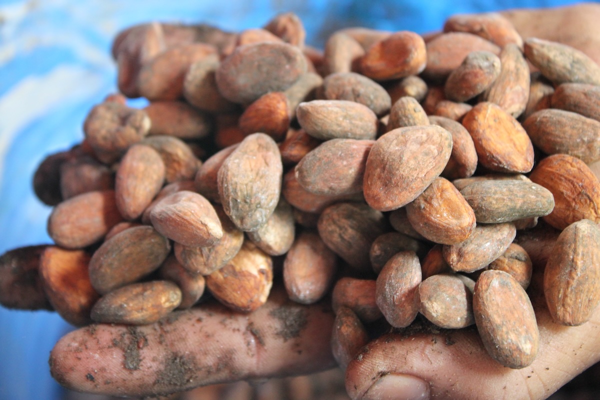 Fèves de cacao ©Global Justice Now CC BY-NC 2.0