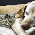 Chien et Chat ©Vasek Rak shutterstock