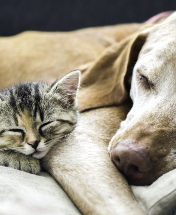 Chien et Chat ©Vasek Rak shutterstock