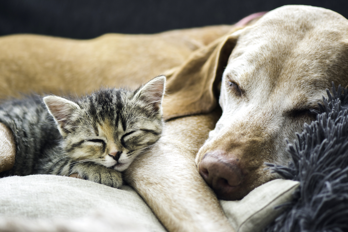 Chien et Chat ©Vasek Rak shutterstock