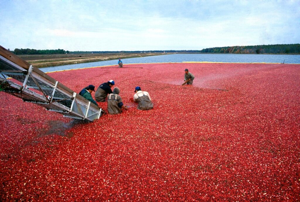 Cranberries ©Keith Weller, USDA-ARS – Domaine public