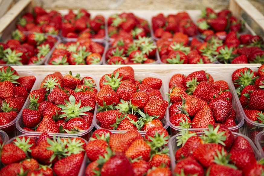 La fraise du Périgord (c) Sarlat Tourisme
