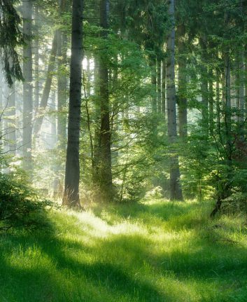 Dans les bois © Moravska shutterstock