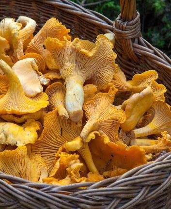 Chanterelles (c) Barbroforsberg - Pixabay CCO Public Domain