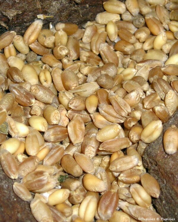 Blé, moulin Gribory