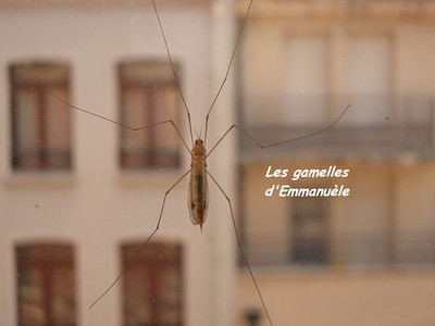 Manoue aka Emmanuelle - Les Gamelles d’Emmanuelle – Lille, France