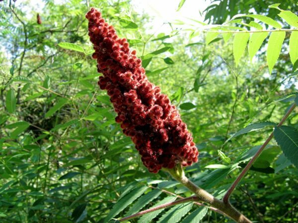 Sumac ©Chris:Dave CC BY-ND 2.0