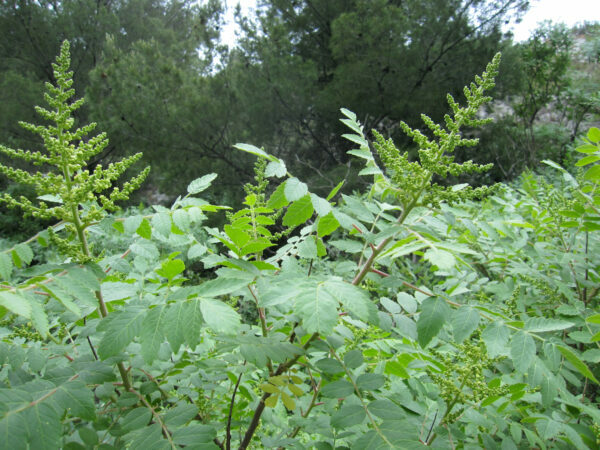 Sumac ©Jopa Elleul CCBYNC20