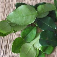 Feuilles de cumbava - keffir lime