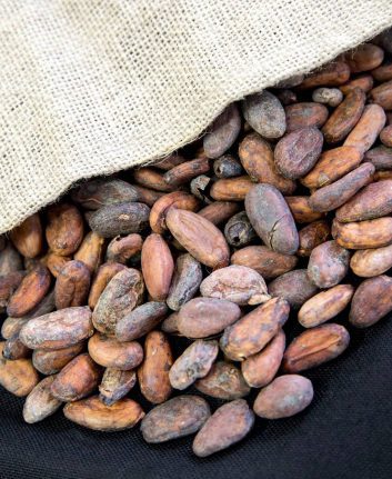 Fèves de cacao (c) Valrhona