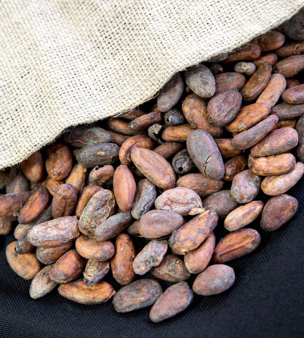 Fèves de cacao (c) Valrhona
