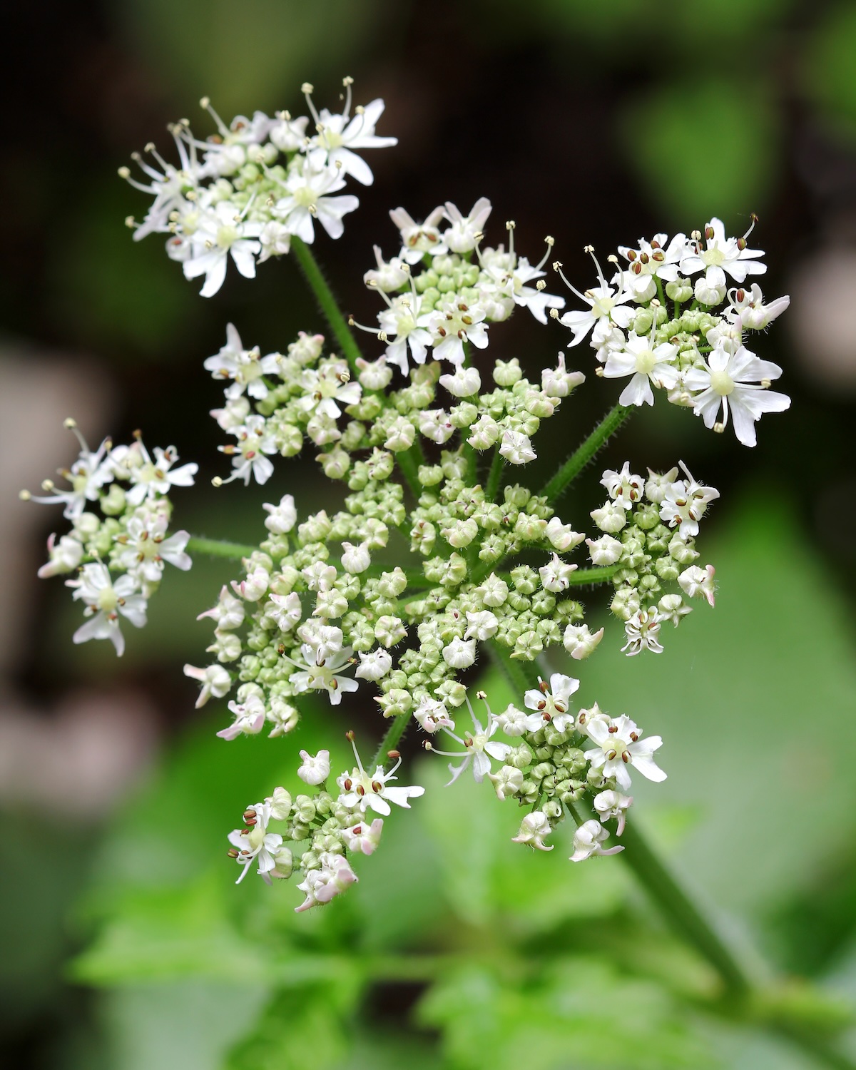 Closeup of home grown Caraway plant with white flowers showing pollens during summer in Europe