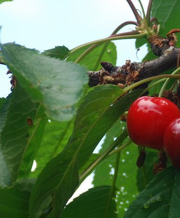 Cerises ©J-cmart CC BY-NC-ND 2.0