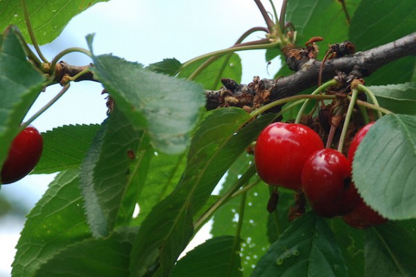 Cerises ©J-cmart CC BY-NC-ND 2.0
