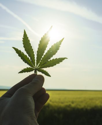 Cannabis © Oprea George shutterstock