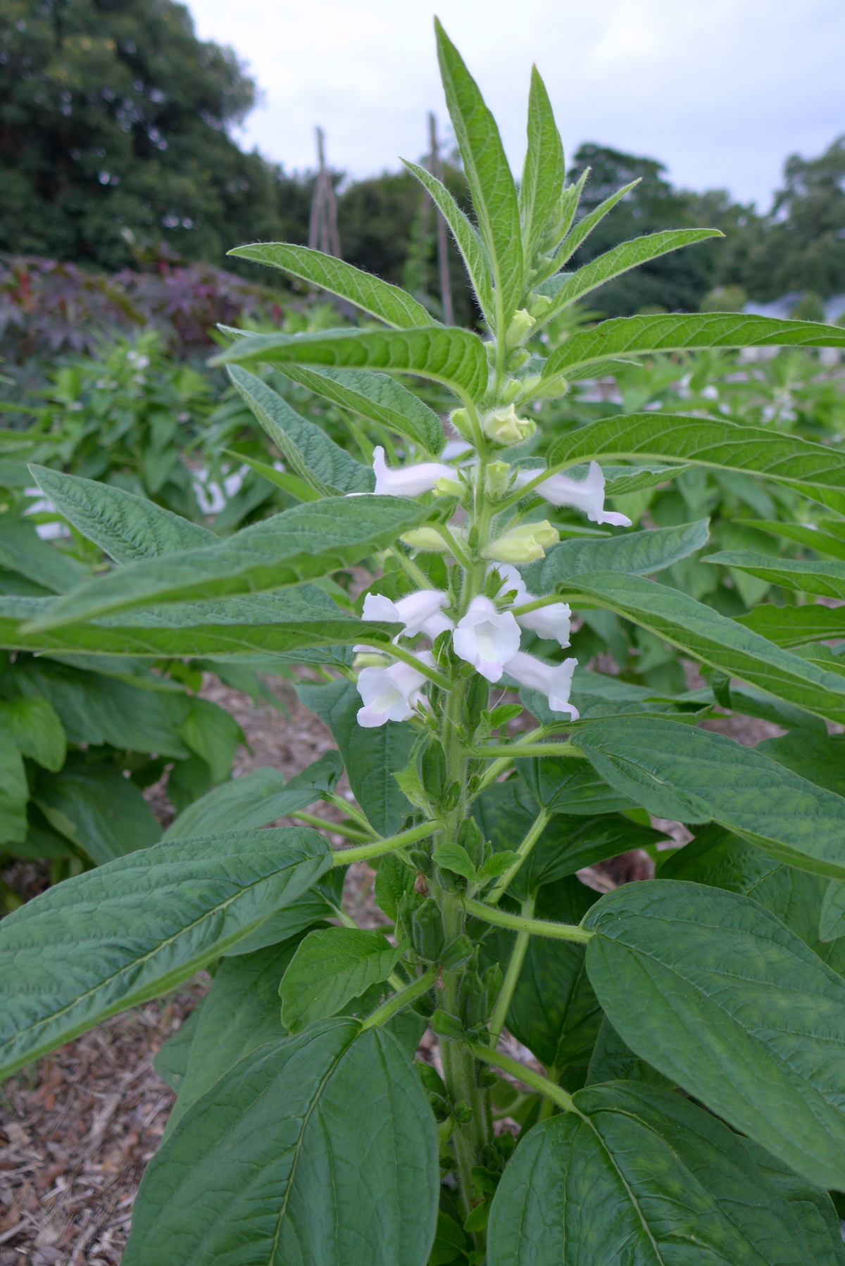 Sésame (Sesamum indicum), plante avec gousses