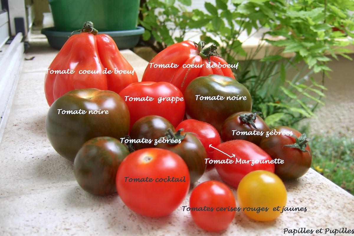 Tomates assortiment
