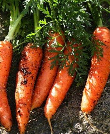 Carottes ©Color line - licence CC BY 2.0