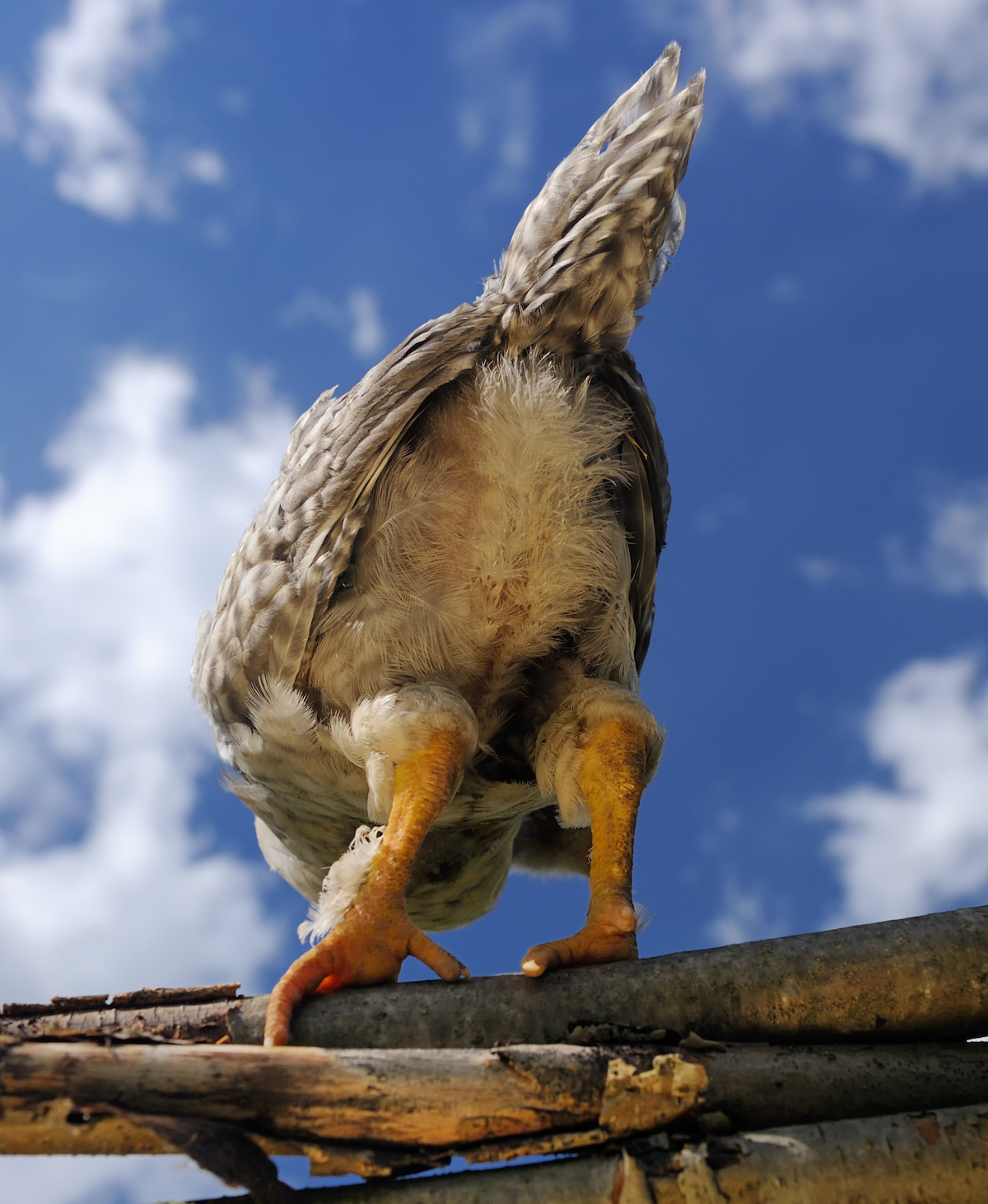 Et mon cul, c'est du poulet © Imageman shutterstock