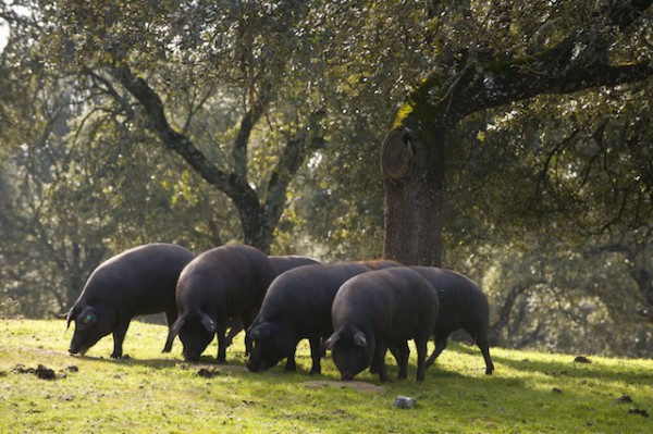 Cochons dans la Dehesa ©rafa sanchez ruiz shutterstock