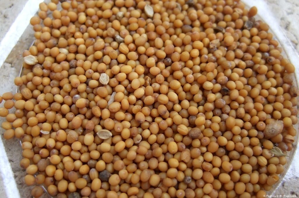 Graines de moutarde