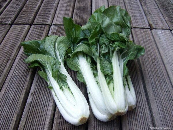 Brèdes Bok Choi