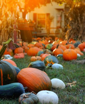 Courges ©elegeyda shutterstock