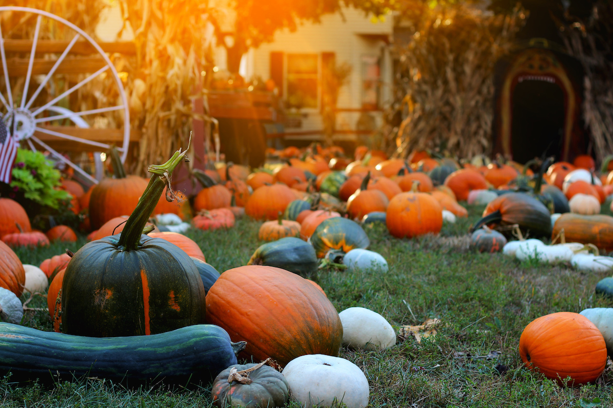 Courges ©elegeyda shutterstock