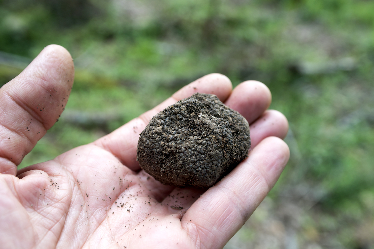 Truffes noires ©M. Rohana shutterstock