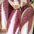 Endives rouges