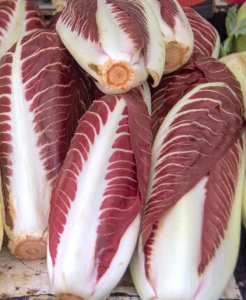 Endives rouges