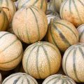 Comment choisir un melon ©Breaking The Walls shutterstock