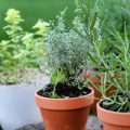 Herbes aromatiques en pots ©De Shebeko shutterstock