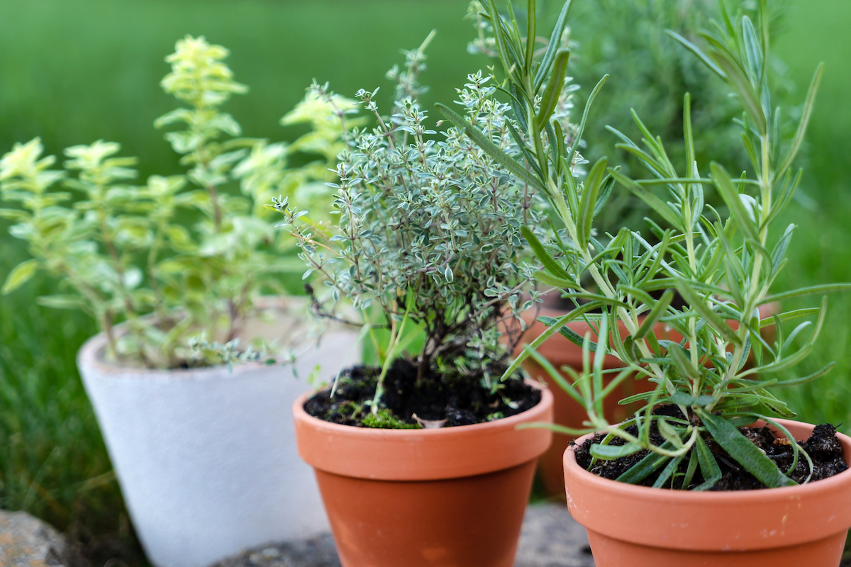 Herbes aromatiques en pots ©De Shebeko shutterstock