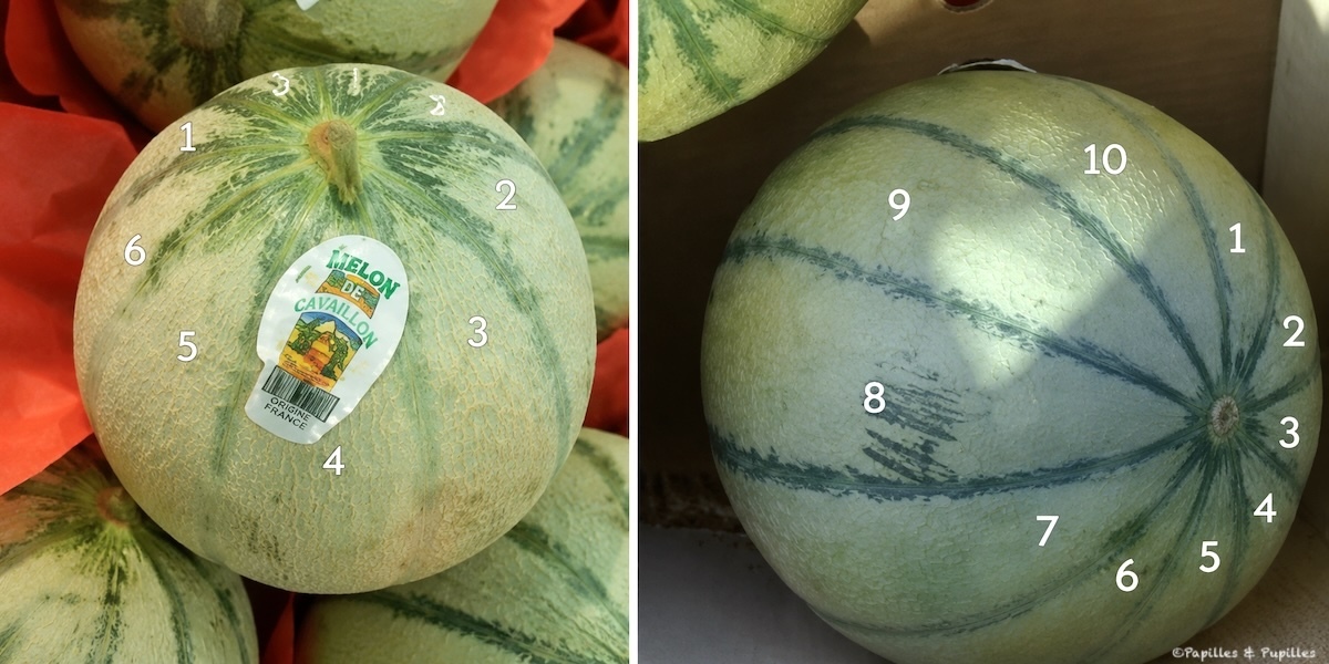 Les côtes du melon 