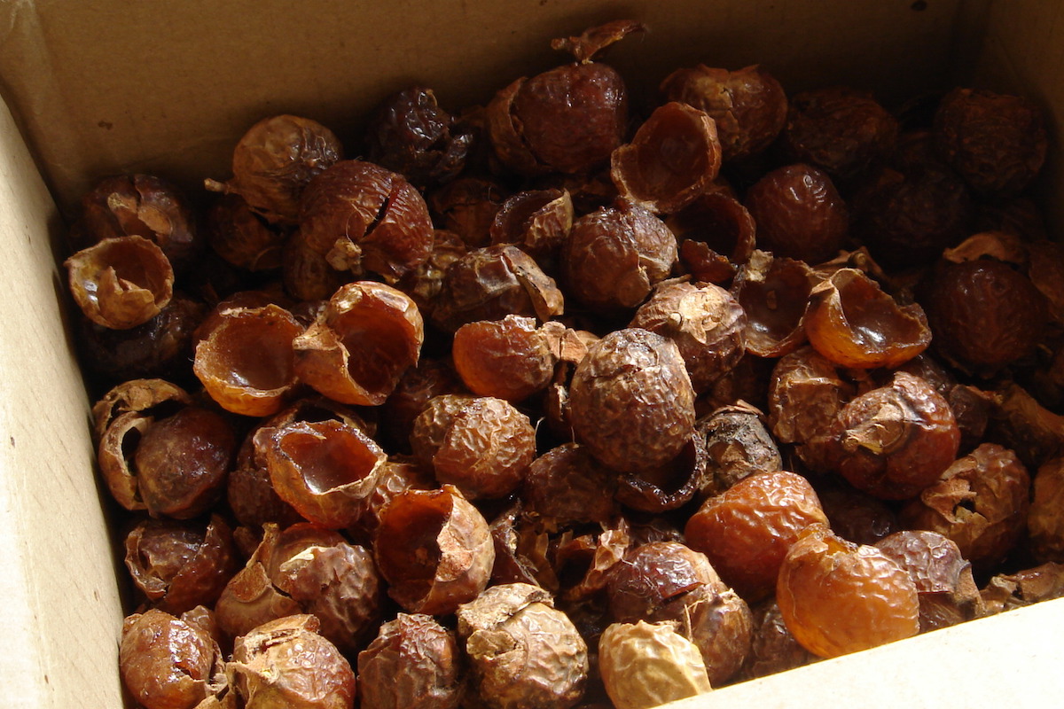 Noix de lavage ©Alexandre Duret-Lutz Licence CC BY-SA 2.0