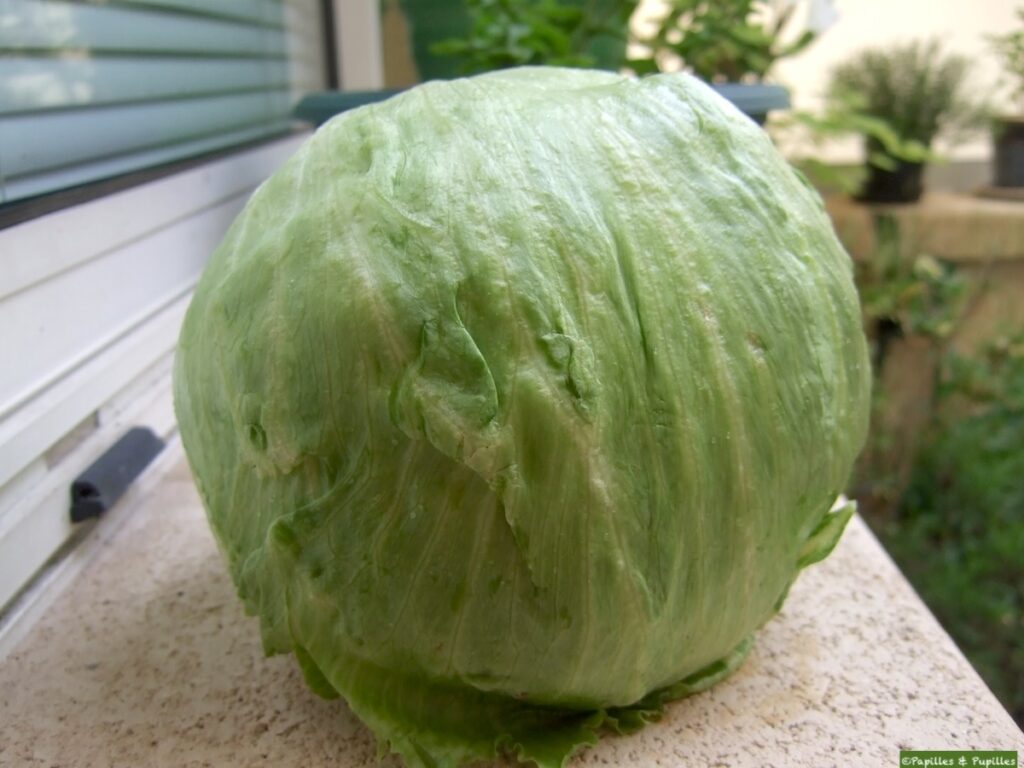 Laitue Iceberg