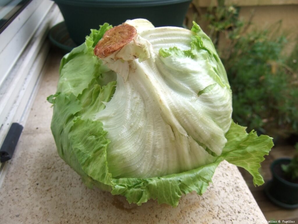 Salade Iceberg