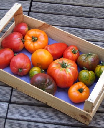 Tomates de Chef Damien