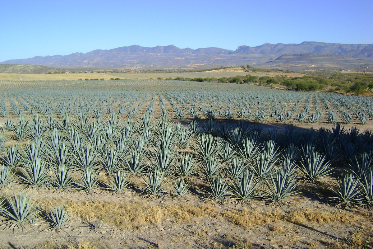 Agaves © Amante Darmanin CC BY 2.0