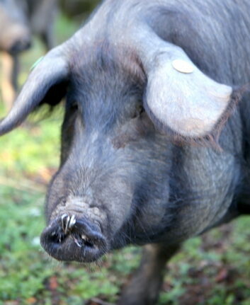 Cochon - Espagne
